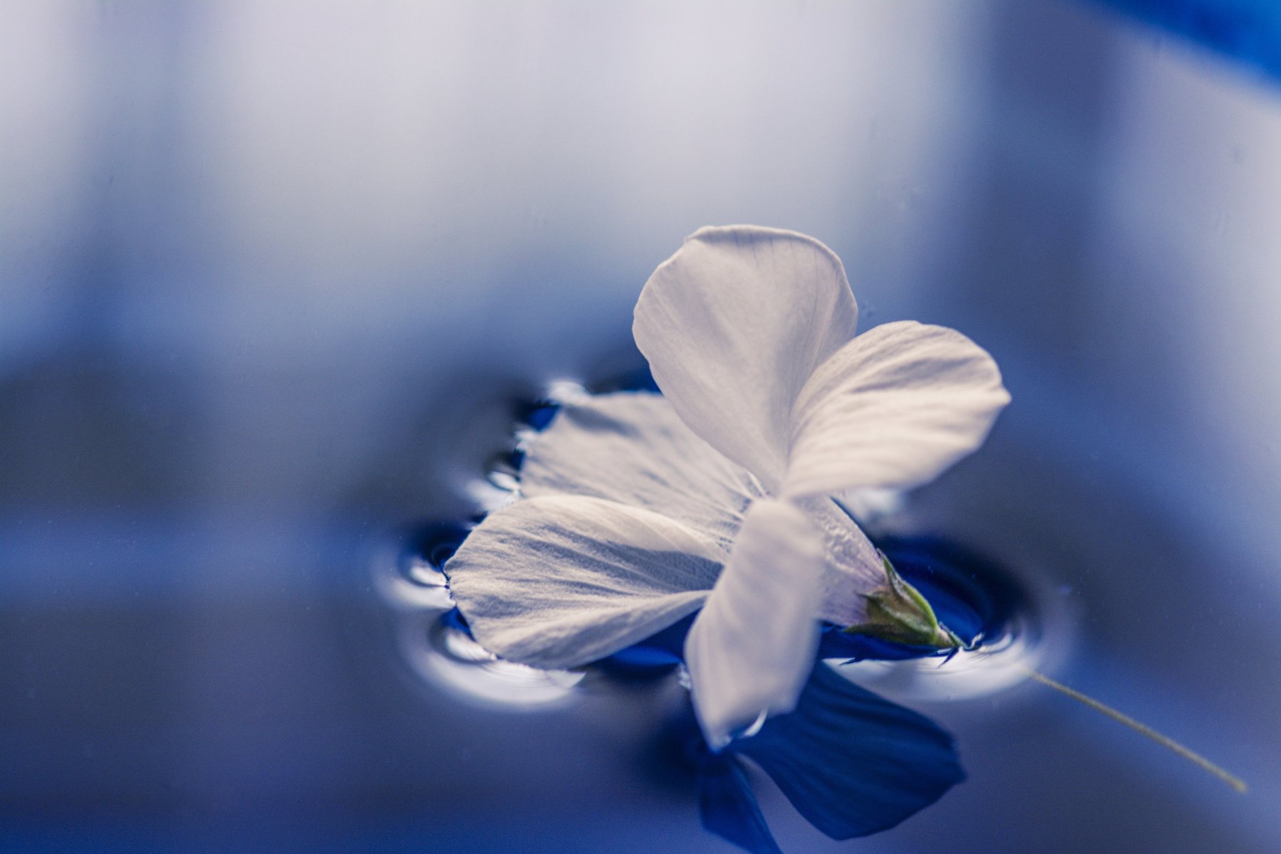 Flower in the Water